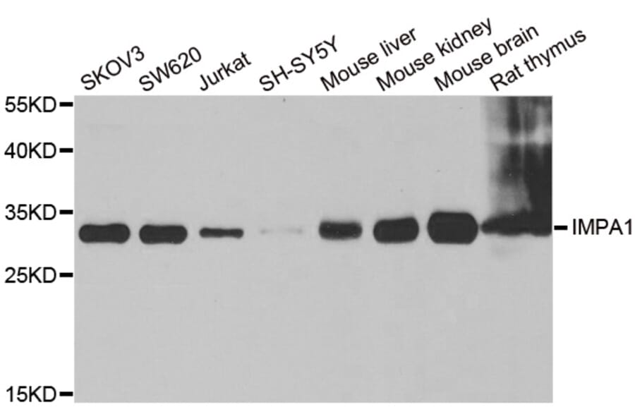 Anti-IMPA1 Antibody from Bioworld Technology (BS8171) - Antibodies.com