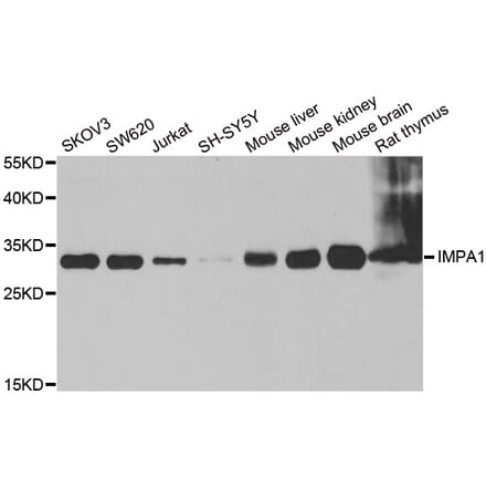 Anti-IMPA1 Antibody from Bioworld Technology (BS8171) - Antibodies.com