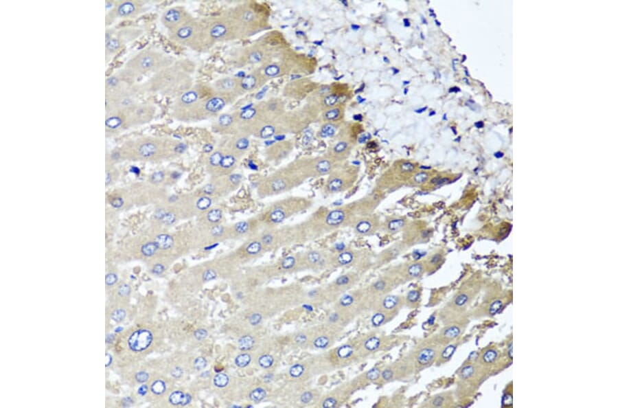 Anti-MGAT1 Antibody from Bioworld Technology (BS8176) - Antibodies.com