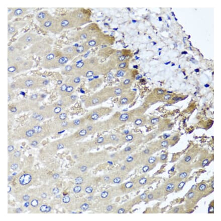 Anti-MGAT1 Antibody from Bioworld Technology (BS8176) - Antibodies.com