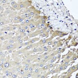 Anti-MGAT1 Antibody from Bioworld Technology (BS8176) - Antibodies.com