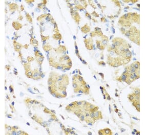 Anti-MLN Antibody from Bioworld Technology (BS8177) - Antibodies.com