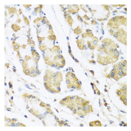 Anti-MLN Antibody from Bioworld Technology (BS8177) - Antibodies.com
