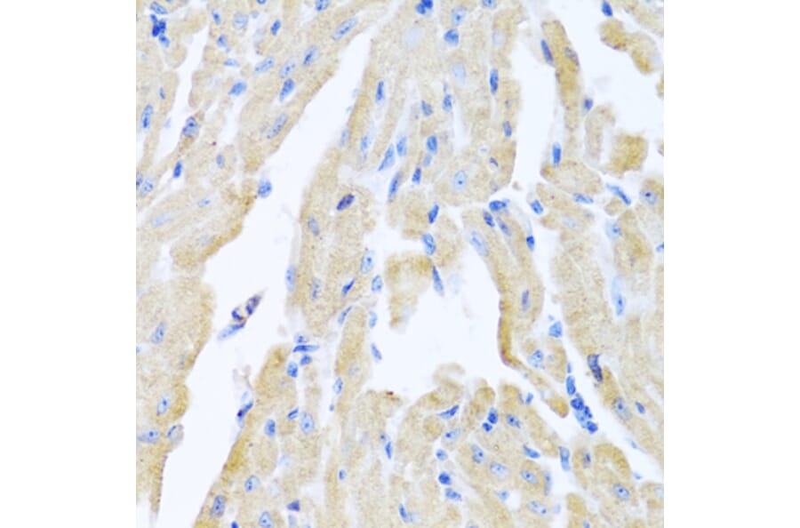 Anti-MLN Antibody from Bioworld Technology (BS8177) - Antibodies.com