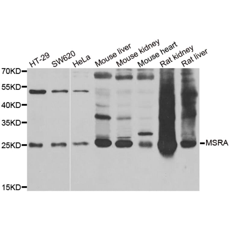 Anti-MSRA Antibody from Bioworld Technology (BS8178) - Antibodies.com