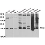 Anti-MSRA Antibody from Bioworld Technology (BS8178) - Antibodies.com