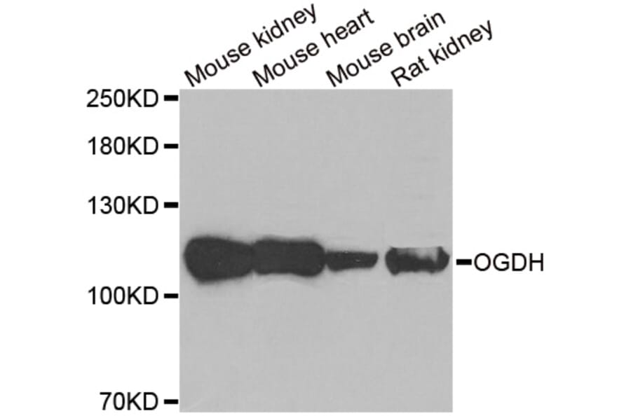 Anti-OGDH Antibody from Bioworld Technology (BS8180) - Antibodies.com