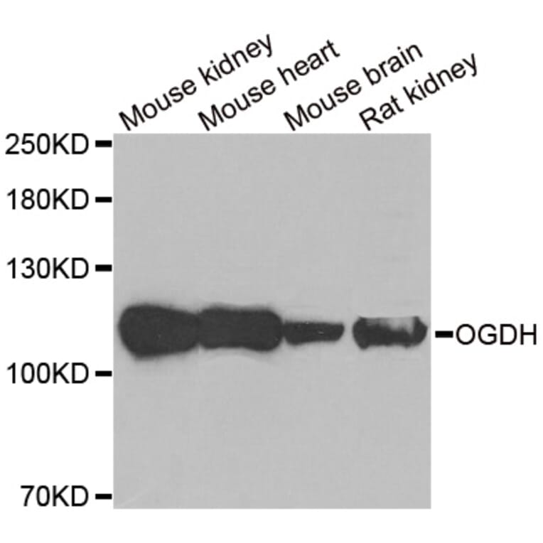 Anti-OGDH Antibody from Bioworld Technology (BS8180) - Antibodies.com
