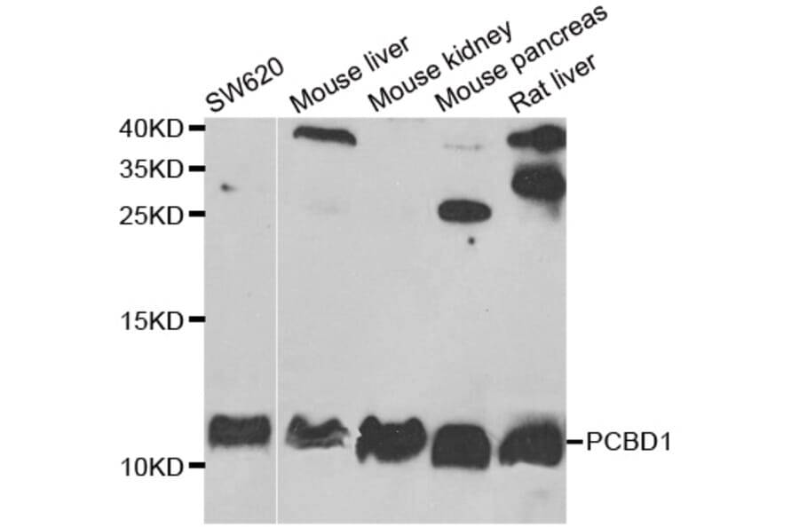 Anti-PCBD1 Antibody from Bioworld Technology (BS8181) - Antibodies.com