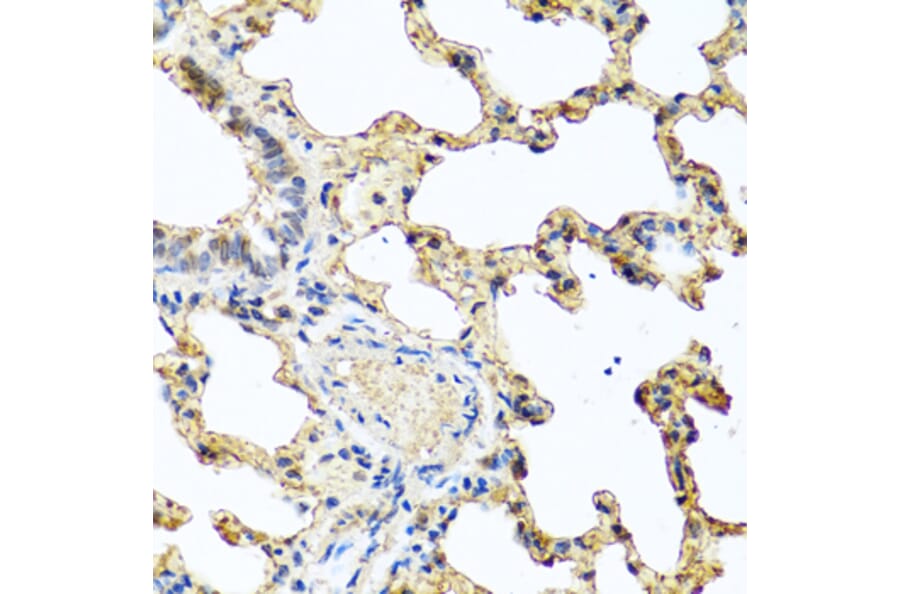 Anti-PIP Antibody from Bioworld Technology (BS8182) - Antibodies.com
