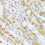 Anti-PSG1 Antibody from Bioworld Technology (BS8187) - Antibodies.com