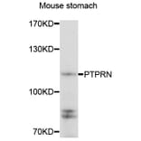 Anti-PTPRN Antibody from Bioworld Technology (BS8189) - Antibodies.com