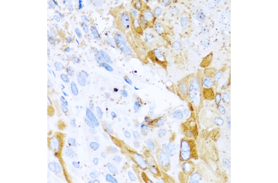 Anti-SPINT1 Antibody from Bioworld Technology (BS8196) - Antibodies.com
