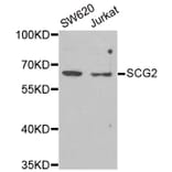 Anti-SCG2 Antibody from Bioworld Technology (BS8206) - Antibodies.com
