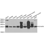Anti-C21orf33 Antibody from Bioworld Technology (BS8210) - Antibodies.com