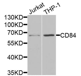 Anti-CD84 Antibody from Bioworld Technology (BS8213) - Antibodies.com