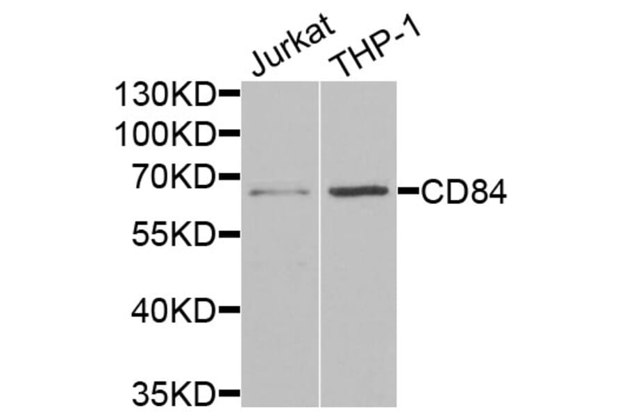 Anti-CD84 Antibody from Bioworld Technology (BS8213) - Antibodies.com