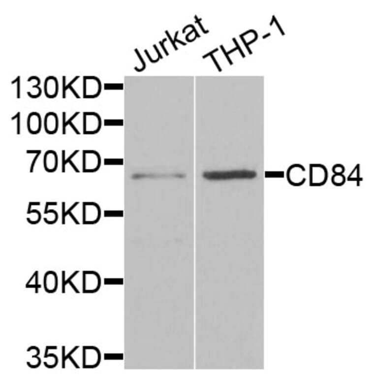 Anti-CD84 Antibody from Bioworld Technology (BS8213) - Antibodies.com