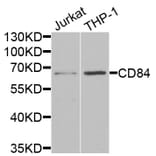 Anti-CD84 Antibody from Bioworld Technology (BS8213) - Antibodies.com