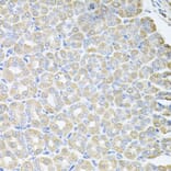 Anti-SKAP2 Antibody from Bioworld Technology (BS8215) - Antibodies.com