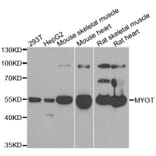 Anti-MYOT Antibody from Bioworld Technology (BS8217) - Antibodies.com