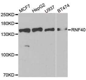 Anti-RNF40 Antibody from Bioworld Technology (BS8221) - Antibodies.com