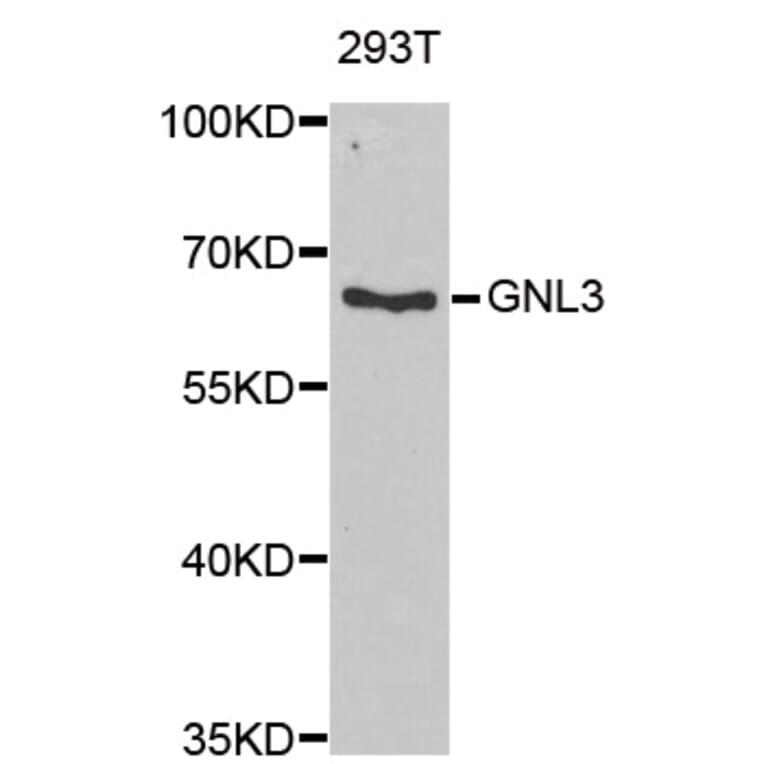 Anti-GNL3 Antibody from Bioworld Technology (BS8233) - Antibodies.com