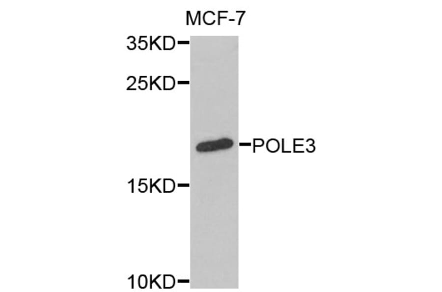 Anti-POLE3 Antibody from Bioworld Technology (BS8241) - Antibodies.com