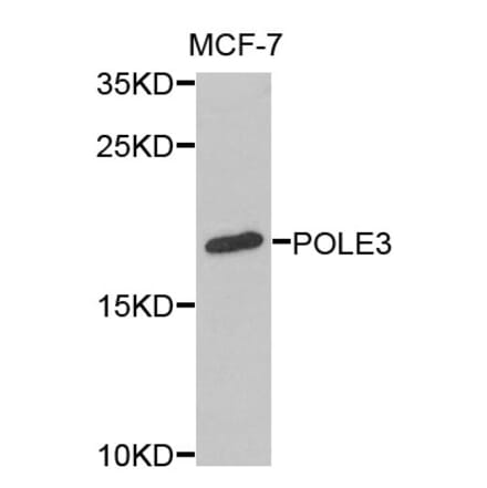 Anti-POLE3 Antibody from Bioworld Technology (BS8241) - Antibodies.com