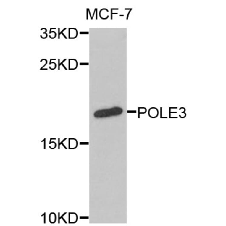 Anti-POLE3 Antibody from Bioworld Technology (BS8241) - Antibodies.com
