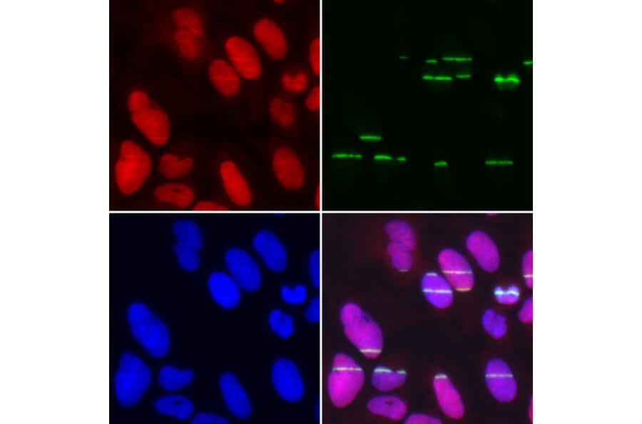 Anti-POLE3 Antibody from Bioworld Technology (BS8241) - Antibodies.com