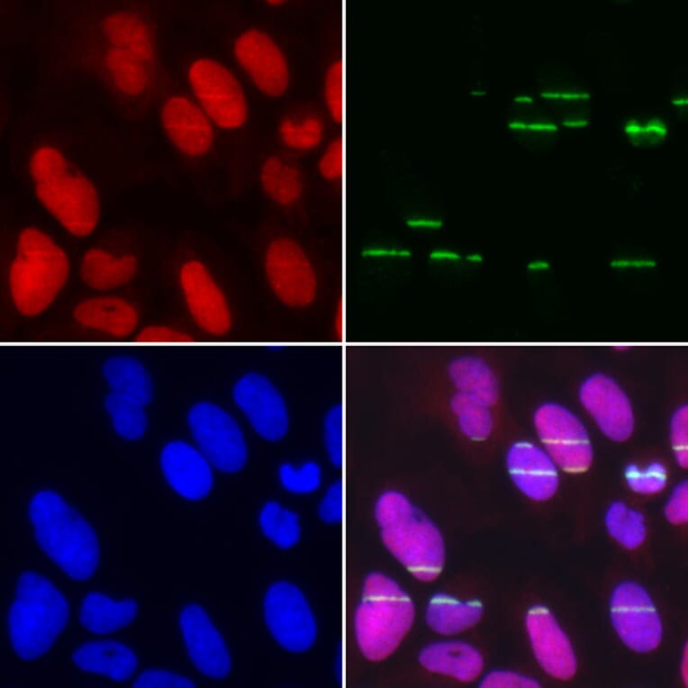 Anti-POLE3 Antibody from Bioworld Technology (BS8241) - Antibodies.com
