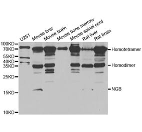 Anti-NGB Antibody from Bioworld Technology (BS8248) - Antibodies.com