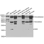 Anti-NGB Antibody from Bioworld Technology (BS8248) - Antibodies.com