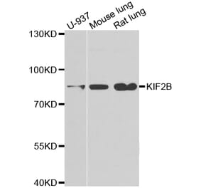 Anti-KIF2B Antibody from Bioworld Technology (BS8251) - Antibodies.com