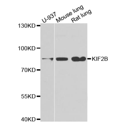 Anti-KIF2B Antibody from Bioworld Technology (BS8251) - Antibodies.com