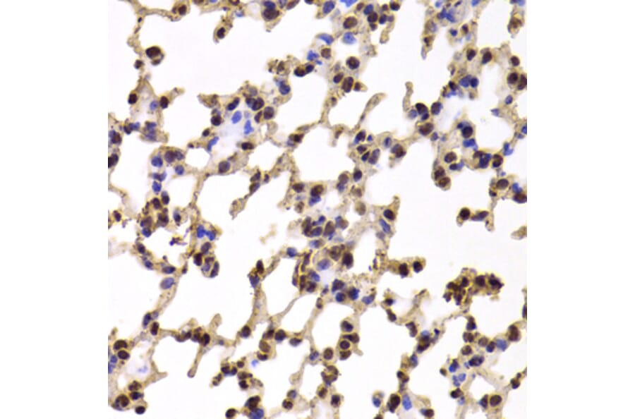 Anti-KIF2B Antibody from Bioworld Technology (BS8251) - Antibodies.com