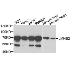 Anti-LMNB2 Antibody from Bioworld Technology (BS8254) - Antibodies.com