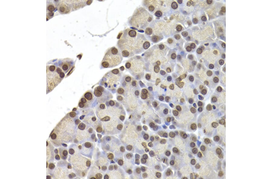 Anti-LMNB2 Antibody from Bioworld Technology (BS8254) - Antibodies.com