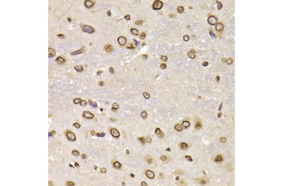 Anti-LMNB2 Antibody from Bioworld Technology (BS8254) - Antibodies.com