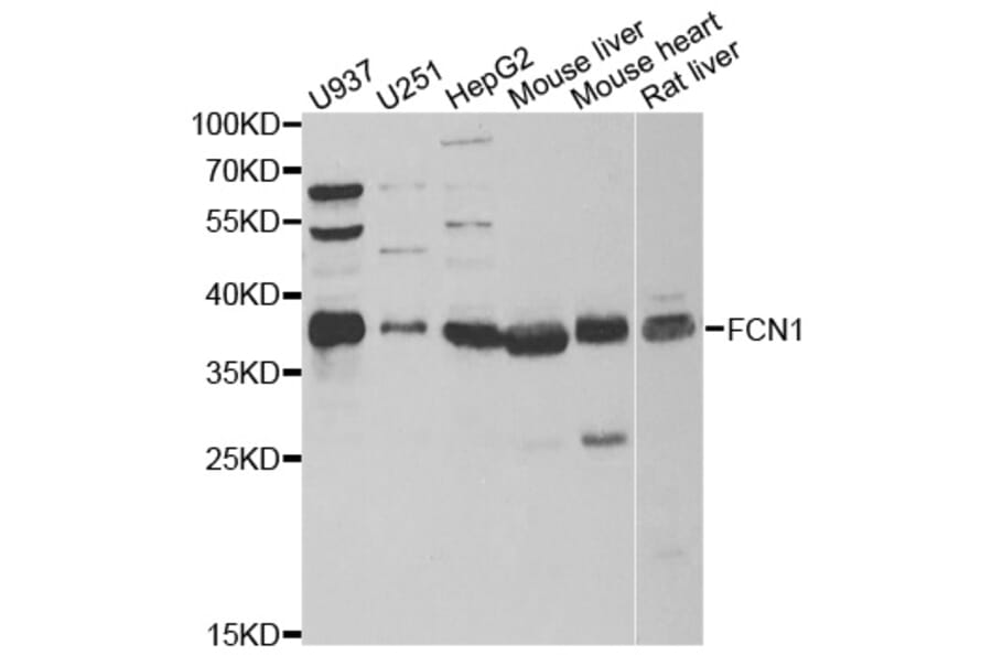 Anti-FCN1 Antibody from Bioworld Technology (BS8271) - Antibodies.com
