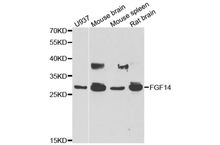 Anti-FGF14 Antibody from Bioworld Technology (BS8272) - Antibodies.com