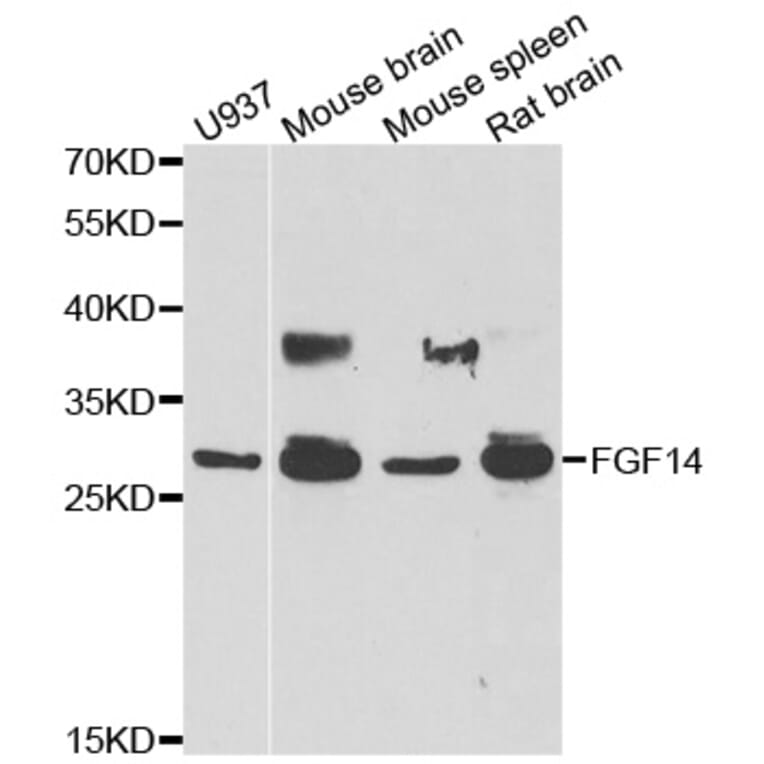 Anti-FGF14 Antibody from Bioworld Technology (BS8272) - Antibodies.com