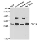 Anti-FGF14 Antibody from Bioworld Technology (BS8272) - Antibodies.com