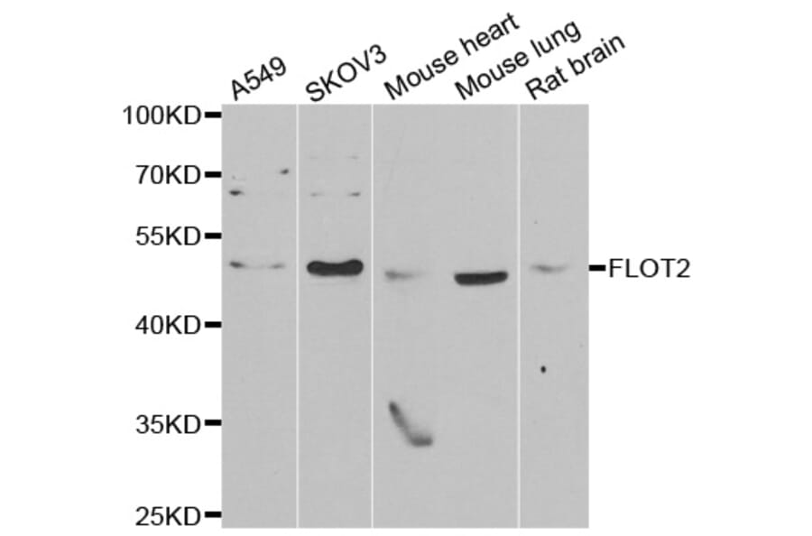 Anti-FLOT2 Antibody from Bioworld Technology (BS8274) - Antibodies.com