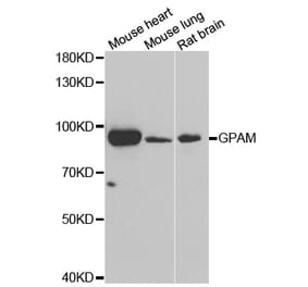 Anti-GPAM Antibody from Bioworld Technology (BS8294) - Antibodies.com