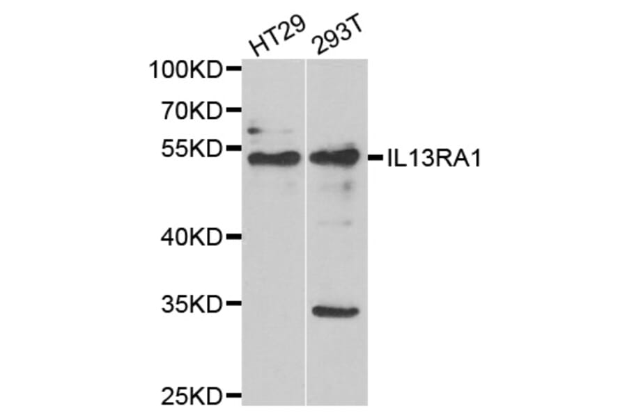 Anti-IL13RA1 Antibody from Bioworld Technology (BS8308) - Antibodies.com