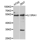 Anti-IL13RA1 Antibody from Bioworld Technology (BS8308) - Antibodies.com