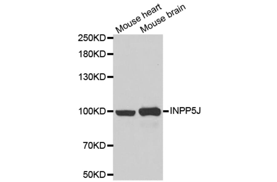 Anti-INPP5J Antibody from Bioworld Technology (BS8311) - Antibodies.com
