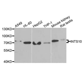 Anti-INTS10 Antibody from Bioworld Technology (BS8312) - Antibodies.com